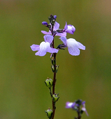 [At the very tip of the stem are two small purple buds. At the next two levels down  are fully opened blooms. These blooms seems to open downward and are white in the center and light purple along the four wide petals of each bloom. Below the blooms are light green balls which must be the precursor to future blooms. All the leaves are at the base of this plant and not visible in this image.]